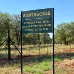 Giant Baobab 1